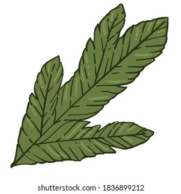 Evergreen juniper branch with needles, isolated twig of pine tree. Symbol of new year, christmas and winter holidays. Traditional sign for xmas, botany composition for home decor. Vector in flat style