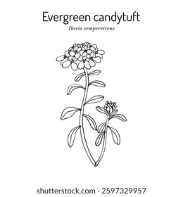 Evergreen or perennial candytuft (Iberis sempervirens), ornamental plant. Hand drawn botanical vector illustration