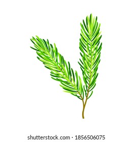Evergreen Pine Tree Branch with Needle Leaves Vector Illustration