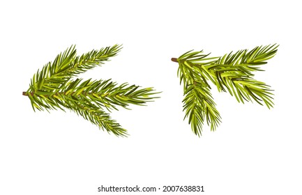Rama de árbol de pino evergreen con conjunto de vectores de hojas de aguja