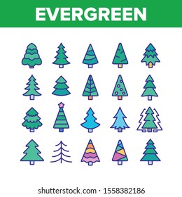 Evergreen Pine Tree Collection Icons Set Vector Thin Line. Evergreen Fir With Needles, Christmas Ornament Concept Linear Pictograms. Nature Forest And Woodland Color Illustrations