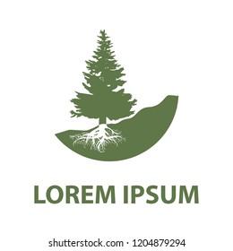 evergreen pine tree,  logo template