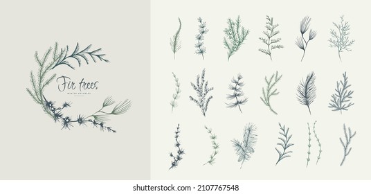 Evergreen plants floral logo and branch set. Fir trees Hand drawn line winter plant, herb with elegant leaves for christmas invitation, save the date card. Botanical rustic trendy greenery