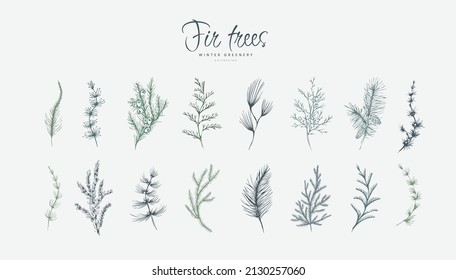 Evergreen plants floral logo and branch set. Fir trees Hand drawn line winter plant, herb with elegant leaves for christmas invitation, save the date card. Botanical rustic trendy greenery