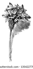 Son las plantas siempre verdes las que están justo debajo de la superficie del suelo, la parte y los pétalos de la flor son anchos y las ostras son peleadas en el exterior como se muestra en la imagen, vintage 