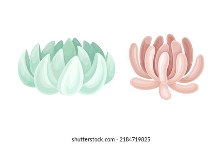 Evergreen succulent plants for garden or house decor. Natural greenery vector illustration