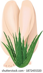 evergreen thorny plant used for aloe skin treatment
