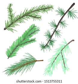 Evergreen tree branch isolated vector set hand drawn illustration, decoration element.