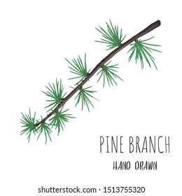 Evergreen tree branch isolated vector hand drawn illustration, decoration element.