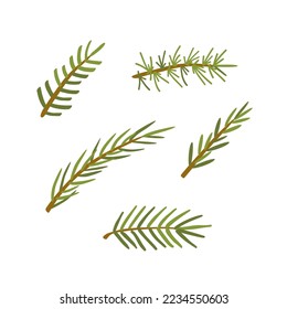 Evergreen tree branches set. Fir tree, coniferous, pine. Thorny leaves. Vector illustration clipart.