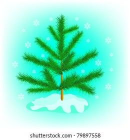 Evergreen tree fir tree in winter