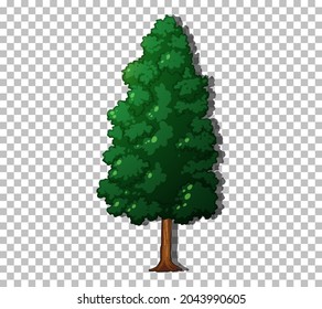 An evergreen tree on transparent background illustration