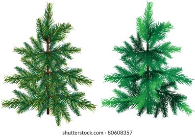 Evergreen tree on a white background for design options