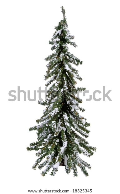 Evergreen Tree Ready Decoration Your Landscape Stock Vector