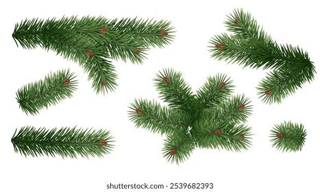 Árbol de hoja perenne ramas tiernas conjunto de iconos vectoriales realistas. Paquete natural de las ilustraciones de los objetos 3d de las ramitas de la planta de abeto sobre fondo blanco