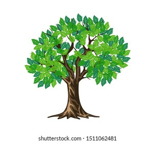 evergreen tree vector illustration, oak tree. olive tree on the garden.