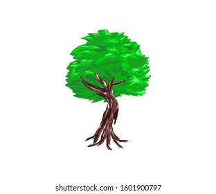evergreen tree vector illustration, oak tree. olive tree on the garden.