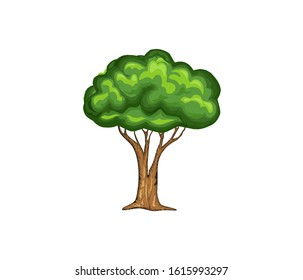 evergreen tree vector illustration, oak tree. olive tree on the garden.
