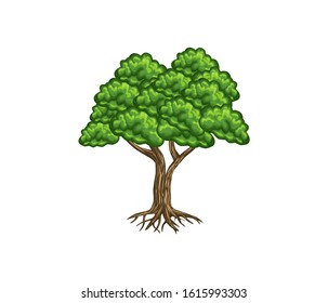 evergreen tree vector illustration, oak tree. olive tree on the garden.