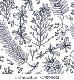 Evergreen trees seamless pattern. Vintage Christmas background. Vector design with botanical elements - barberry, yew, cypress. Perfect for Christmas decoration, wrapping paper, cars or textile.