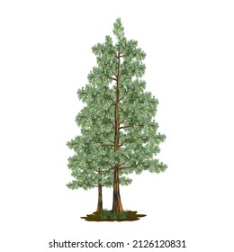 Evergreen Trees Vector art -illustration