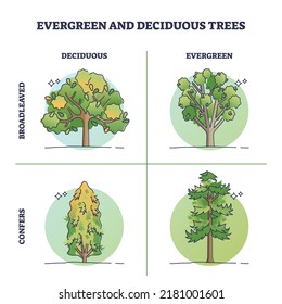 Evergreen trees vs deciduous plants with seasonal leaves outline diagram. Labeled educational scheme with biological green forest division into fir confers or broadleaved wood vector illustration.