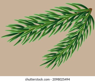 An evergreen twig was eaten in a pastel background. A branch of spruce. Sharp spruce needles
