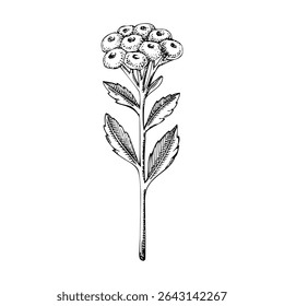 Esboço eterno. Ilustração de ervas desenhadas à mão. Ingredientes aromáticos, medicina à base de plantas e design de logotipo de cosméticos orgânicos. NÃO gerado AI