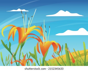 Todos los años, de agosto a octubre, se celebra la temporada de flores de aguja doradas, y el período de floración es muy corto, también conocido como "belleza de un día". 