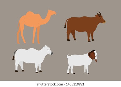 Every year Muslims fulfill their religious beliefs, goats, cows, bulls, camels to sacrifice at eid al adha celebration