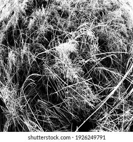 Everything intertwined as after a windbreak, and then it turned out to be frozen
