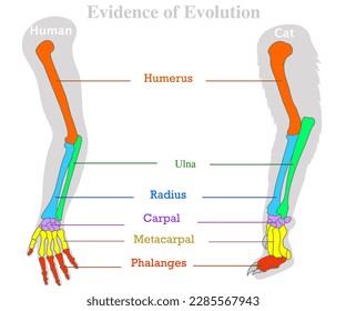 Evidence of evolution. Human, cat, dog animal bones. Modification of  tetrapod skeleton. Homologous features example. Body plan form complex. Colored tailbone, humerus ulna radius. Illustration vector