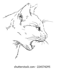 Evil cat sketch, Hand drawn illustration