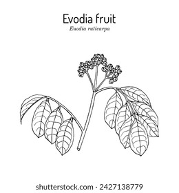 Evodia fruit (Evodia ruticarpa or Tetradium ruticarpum), edible and medicinal plant. Hand drawn botanical vector illustration