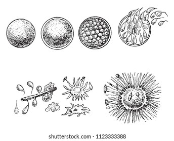 Evolution of animal Monera, the orange Monere, vintage engraved illustration. From Natural Creation and Living Beings.
