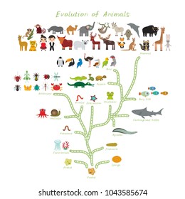 Evolution In Biology, Scheme Evolution Of Animals Isolated On White Background. Children's Education, Science. Evolution Scale From Unicellular Organism To Mammals. Back To School. Vector Illustration