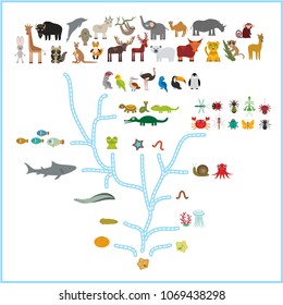 Evolution in biology, scheme evolution of animals isolated on white background. children's education, science. Evolution scale from unicellular organism to mammals. back to school. Vector