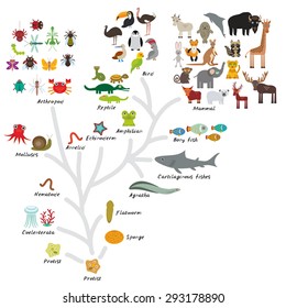 Evolution In Biology, Scheme Evolution Of Animals Isolated On White Background. Children's Education, Science. Evolution Scale From Unicellular Organism To Mammals. Vector
