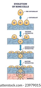 Evolution of bone cells with osteogenesis process explanation outline diagram. Labeled educational ossification anatomy with osteoblast stages vector illustration. Mature osteocytes development.