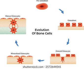 Evolution of Bone Cells Science Design Vector Illustration Diagram