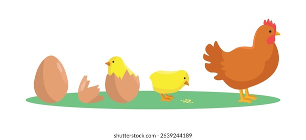 Evolution of the chicken. Origin and development of the chicken. From egg to chicken. Farm. Product.