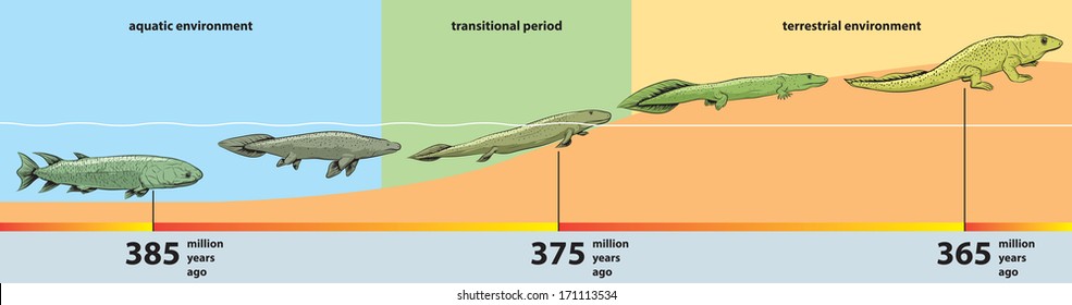 Fish Evolution Images, Stock Photos & Vectors | Shutterstock