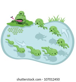 Evolution Frog Cartoon  Illustration Vector