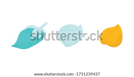 Evolution growth of chickpea or gram in vector. Arabic icon beans  in modern flat style. Healthy protein food. Background illustration