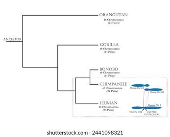 Evolution of humans via phylogenetics and differentiation between humans, chimpanzees, and other primates. 