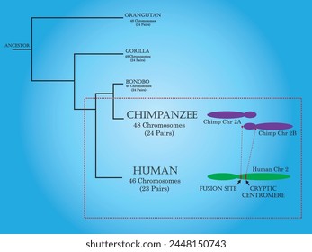 Evolution of humans via phylogenetics and differentiation between humans, chimpanzees, and other primates.	