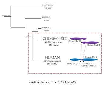 Evolution of humans via phylogenetics and differentiation between humans, chimpanzees, and other primates.	