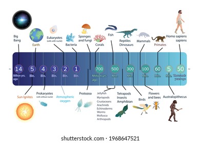 Evolution of Life Timeline Scale. Geologic time scale. Educational infographic. Biology and history scientific diagram, scheme vector illustration poster