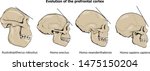 Evolution of the prefrontal cortex