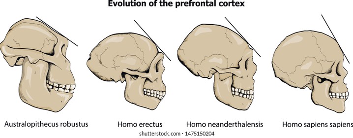 Evolution of the prefrontal cortex